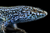 Esparto Island lizard (Podarcis pityusensis kamerianus) on black background