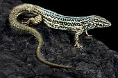 Formentera lizard (Podarcis pityusensis formenterae) on black background