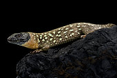 Kurdistan Lizard (Timon kurdistanicus) on black background