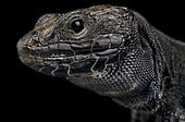 Melanistic Ocellated lizard (Timon lepidus) on black background