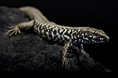 Milos wall lizard (Podarcis milensis) on black background