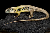 Zagrosian Lizard (Timon princeps) on black background