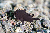 Juvenile Deepwater Frogfish (Nudiantennarius subteres), fairly rare, Ghost Bay dive site, Amed, Karangasem Regency, Bali, Indonesia, Indian Ocean