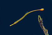 Yellow Banded Pipefish (Dunckerocampus pessuliferus), Ghost Bay dive site, Amed, Karangasem Regency, Bali, Indonesia, Indian Ocean