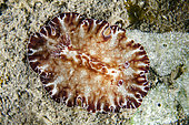 Bohol Discodoris Nudibranch (Discodoris boholiensis), Melasti dive site, Amed, Karangasem Regency, Bali, Indonesia, Indian Ocean