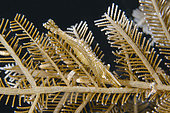 Brown Grass Shrimp (Leander tenuicornis) on Hydroid (Hydrozoa Class), Jemeluk Bay dive site, Amed, Karangasem Regency, Bali, Indonesia, Indian Ocean
