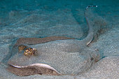 Pastenague à taches bleues (Taeniura lymma) couverte de sable, Site de plongée Jemeluk Bay, Amed, Karangasem Regency, Bali, Indonésie, Océan Indien