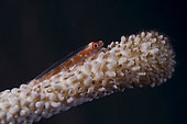 Loki Whip Goby (Bryaninops loki) on Whip Coral (Alcyonacea order), Jemeluk Bay dive site, Amed, Karangasem Regency, Bali, Indonesia, Indian Ocean