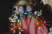 Peacock Mantis (Odontodactylus scyllarus) with eggs, Jemeluk Bay dive site, Amed, Karangasem Regency, Bali, Indonesia, Indian Ocean