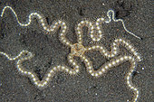 Brittle Star (Ophiothrix sp), Wreck Slope dive site, Tulamben Regency, Karangasem, Bali, Indonesia, Indian Ocean
