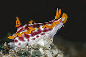 Hypselodoris Nudibranch (Hypselodoris purpureomaculosa), Jemeluk Bay dive site, Amed, Karangasem Regency, Bali, Indonesia, Indian Ocean