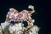 Harlequin Shrimp (Hymenocera elegans), Seraya dive site, Seraya, Karangasem Regency, Bali, Indonesia, Indian Ocean