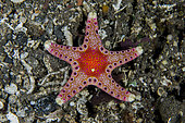 Unusual Sea Star (Neoferdina insolita), Sedam dive site, Tulamben, Karangasem Regency, Bali, Indonesia, Indian Ocean