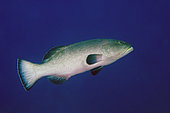Squaretail Grouper (Plectropomus areolatus), Liberty Wreck dive site, Tulamben, Karangasem Regency, Bali, Indonesia, Indian Ocean