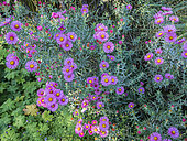 Italian Aster, Aster amellus 'Pink Zenith', flowers