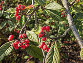 Cotoneaster rugosus, berries