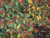 Cotoneaster hylmoei, berries
