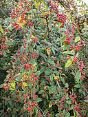 Cotoneaster hylmoei, berries
