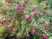 Lady's Eardrops, Fuchsia 'Jules Daloge', in bloom