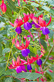 Lady's Eardrops, Fuchsia 'Jules Daloge', flowers