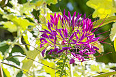 Spider Flower 'Violet Queen', Cleome hassleriana 'Violet Queen', flowers
