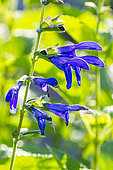 Blue Anise Sage, Salvia guaranitica 'Blue Ensign', flowers