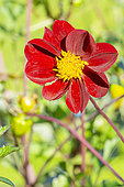 Dahlia Cosmos 'Mexican Black', Dahlia 'Mexican Black', flower