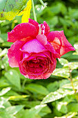 Rose 'Bruno Perpoint', Rosa 'Bruno Perpoint', flower