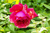 Rose 'Bruno Perpoint', Rosa 'Bruno Perpoint', flower