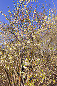 Henry's Honeysuckle, Lonicera purpusii 'Winter Beauty', in bloom