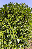 English Laurel, Prunus laurocerasus 'Otto Luyken'
