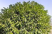 English Laurel, Prunus laurocerasus 'Otto Luyken'