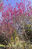 Japanese Apricot, Prunus mume 'Beni-Chidori', in bloom