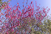 Japanese Apricot, Prunus mume 'Beni-Chidori', in bloom