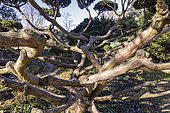 English Yew, Taxus baccata ''Repandens', Niwaki