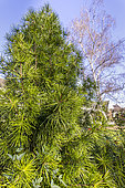 Japanese Umbrella Pine, Sciadopitys verticillata