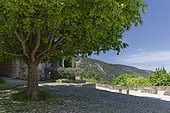 European hackberry tree (Celtis australis), village square, Oppede le Vieux, Oppede, Provence, France, Europe
