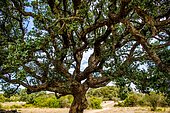 Cork oak in the archaeological site of Filitosa, Corsica, Filitosa, Corsica, France, Europe