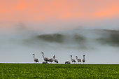 Sandhill Crane (Grus grus), Group of adults and youngsters foraging in a meadow in winter, Near Richecourt in the Lorraine countryside, France
