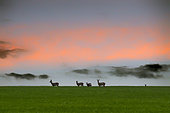 Roe deer (Capreolus capreolus), Group of adults and youngsters foraging in a meadow in winter, Near Richecourt in the Lorraine countryside, France