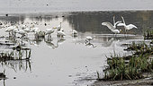 Great Egret (Ardea alba), Group on a mudflat on the banks of the Landres pond in late autumn, Surroundings of Guiffaumont Champaubert, Champagne, France
