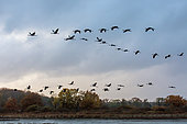Sandhill Crane (Grus grus), Group of adults and youngsters in flight formation in autumn, Surroundings of the pond of Lachaussée, Lorraine, France
