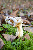 White elfin saddle (Helvella crispa) Under a birch tree in early winter, Country garden, Lorraine, France