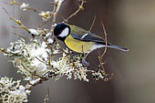 Great tit (Parus major) on a shrub with lichens in winter, Country garden, Lorraine, France