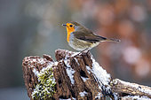European Robin (Erithacus rubecula) on a snowy stump in winter, Country garden, Lorraine, France