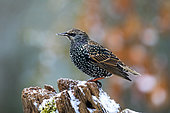 European starling (Sturnus vulgaris) on a snowy stump in winter, Country garden, Lorraine, France