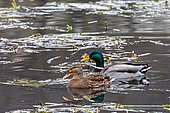 Mallard (Anas platyrhynchos) Pair swimming side by side on a pond in winter, near Champigneulles, Lorraine, France
