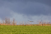 Hen Harrier (Circus cyaneus) Juvenile flying over a meadow in search of prey in winter, Surroundings of Richecourt, Lorraine, France