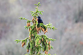 Black crow (Corvus corone) on the top of a spruce tree in winter, Country garden, Lorraine, France