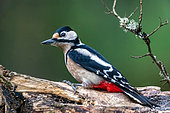 Spotted Woodpecker (Dendrocopos major), Male on a dead branch in winter, Country garden, Lorraine, France
